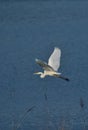 Cattle egret bird flying over the ramganga rive in an indian forest