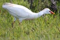 Cattle Egret Bird Royalty Free Stock Photo