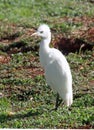 Cattle Egret bird Kauai Royalty Free Stock Photo