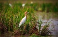 Cattle Egret Bird Royalty Free Stock Photo