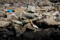 cattle egret bird, one of heron species standing on rock with garbage heap pollution at beach Royalty Free Stock Photo