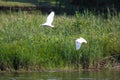 Cattle Egret Bird Pair Flying Over River Bubulcus ibis Royalty Free Stock Photo