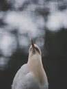 cattle egret bird portrait close up. bokeh background Royalty Free Stock Photo