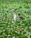 Cattle Egret bird with Red Wattled Lapwing in a field near Sasan Gir, Gujrat, India.