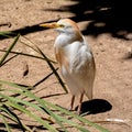 Cattle Egret Royalty Free Stock Photo