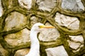 Cattle egret bird wandering bevore a stonewall Royalty Free Stock Photo