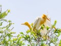 Cattle egret in breeding coloration in tree