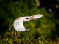 Cattle egret in breeding colors carries nesting material to new nest.tif Royalty Free Stock Photo