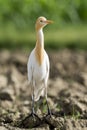Cattle egret in breeding plumage
