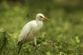 The cattle egret (Bubulcus)