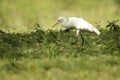 The cattle egret (Bubulcus)