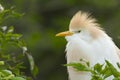 Cattle Egret, Bubulcus ibis Royalty Free Stock Photo