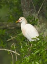 Cattle Egret, Bubulcus ibis Royalty Free Stock Photo