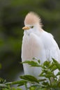 Cattle Egret, Bubulcus ibis Royalty Free Stock Photo