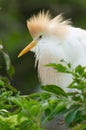 Cattle Egret, Bubulcus ibis Royalty Free Stock Photo