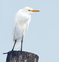 Cattle Egret (Bubulcus ibis)