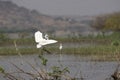 Cattle egret or Bubulcus ibis, Bhigwan, Pune District, Maharashtra