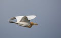 Cattle Egret Bubulcus ibis Bird having Breeding Plumage flying in the Sky Royalty Free Stock Photo