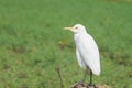 Cattle Egret on Green Background