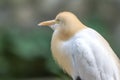 Cattle Egret (Bubulcus ibis) in bird park Royalty Free Stock Photo