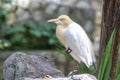 Cattle Egret (Bubulcus ibis) in bird park Royalty Free Stock Photo