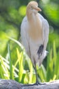 Cattle Egret (Bubulcus ibis) in bird park Royalty Free Stock Photo