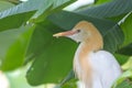 Cattle Egret (Bubulcus ibis) in bird park Royalty Free Stock Photo