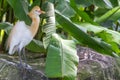 Cattle Egret (Bubulcus ibis) in bird park Royalty Free Stock Photo