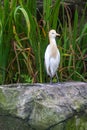 Cattle Egret (Bubulcus ibis) in bird park Royalty Free Stock Photo