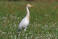 Cattle egret Bubulcus ibis Birds walking at the Flower field Royalty Free Stock Photo