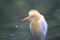 Cattle egret, bubulcus ibis, with breeding colors Royalty Free Stock Photo