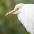 Cattle Egret, Bubulcus ibis Royalty Free Stock Photo