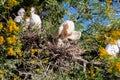 Cattle Egret, Bubulcus ibis, with breeding colors Royalty Free Stock Photo