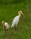 Cattle egret or Bubulcus ibis in a breeding plumage in natural green background at keoladeo national park or bharatpur bird Royalty Free Stock Photo