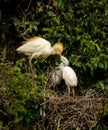 Cattle egret Bubulcus ibis breeding plumage. Royalty Free Stock Photo