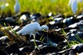 The cattle egret, Bubulcus ibis