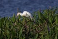 cattle egret (Bubulcus ibis)Circle B Bar Reserve Florida USA Royalty Free Stock Photo