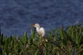cattle egret (Bubulcus ibis)Circle B Bar Reserve Florida USA Royalty Free Stock Photo