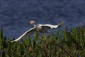 cattle egret (Bubulcus ibis)Circle B Bar Reserve Florida USA Royalty Free Stock Photo