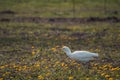 Cattle egret (Bubulcus ibis) - in a clearing in the glow of the rising sun Royalty Free Stock Photo