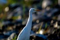 The cattle egret - Bubulcus ibis