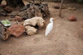 The Cattle Egret, Bubulcus ibis, a cosmopolitan Species of Heron in a Natural Area full of Vegetation Royalty Free Stock Photo