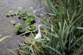 The Cattle Egret, Bubulcus ibis, a cosmopolitan Species of Heron Over Green Leaves in a Lake Royalty Free Stock Photo