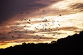 Cattle egret Bubulcus ibis flock to spend the night in a thicket of bamboo Royalty Free Stock Photo