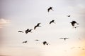 Cattle egret Bubulcus ibis flock to spend the night in a thicket of bamboo Royalty Free Stock Photo