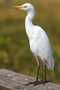 Cattle Egret (Bubulcus ibis) Royalty Free Stock Photo