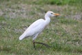 Cattle Egret (Bubulcus ibis) Royalty Free Stock Photo