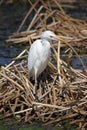 Cattle Egret (Bubulcus ibis) in Florida Royalty Free Stock Photo