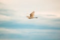 Cattle Egret Royalty Free Stock Photo