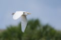 Cattle Egret (Bubulcus ibis) Royalty Free Stock Photo
